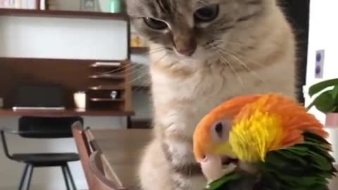 Baby Animals Funny Parrots and Cute Birds Compilation (2021) Loros Adorables Recopilación #1_p3