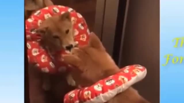 Funny cat video