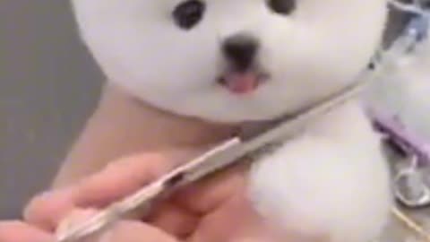 Cute dogs getting ready