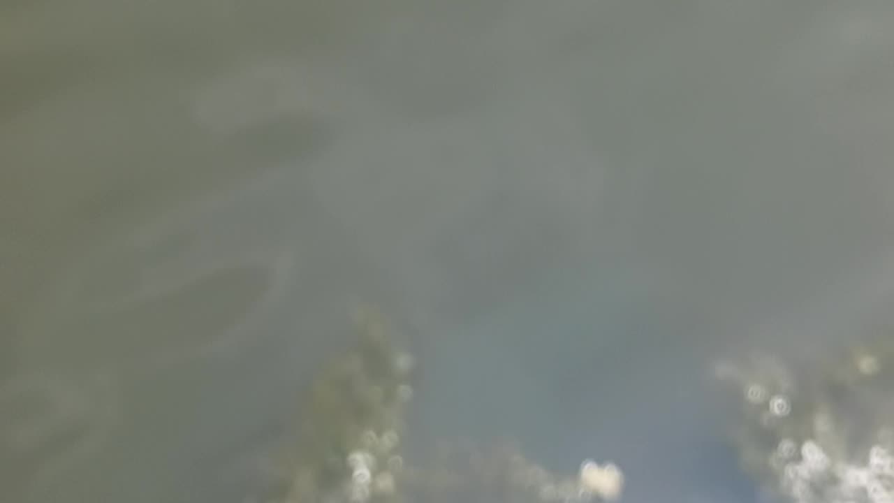 Largemouth bass