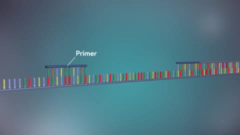 496R How DNA looks like?