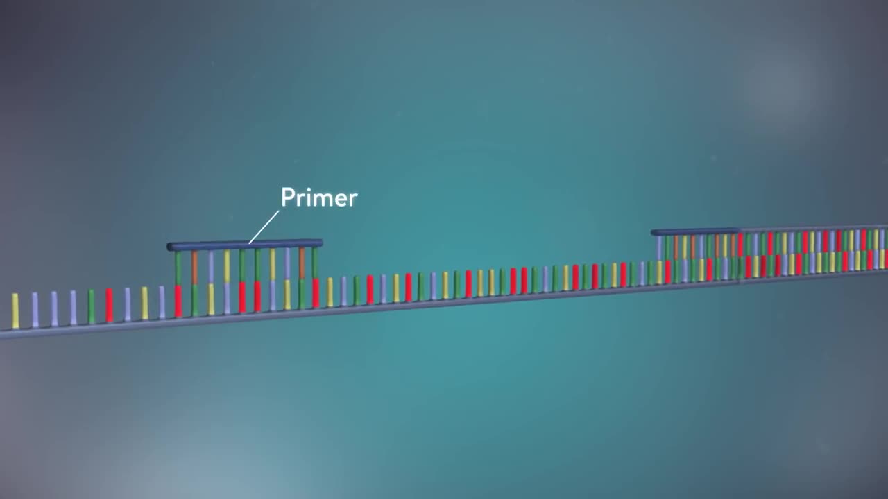 496R How DNA looks like?