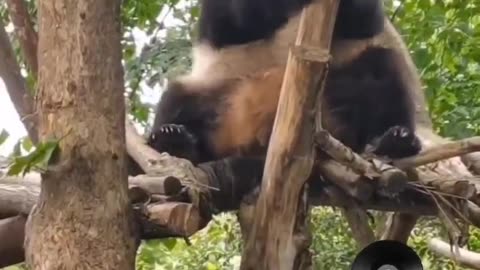 wow wow what kind of panda is that