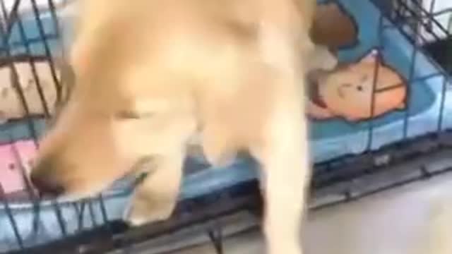 Cute (Cate ππΊππΊ) funny video. Animals short viral videos.