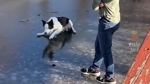 Funny Pet
