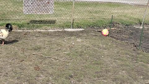 Culling down some onry Roosters,My BackYard