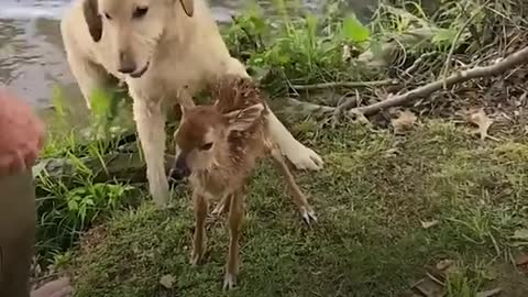 Bahut vesat dog
