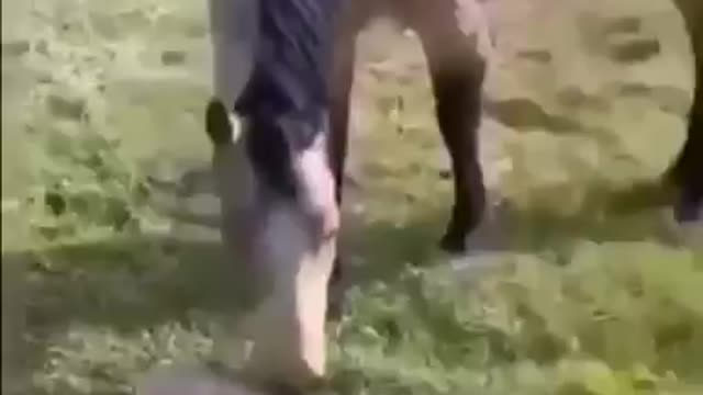 Horse and dog get scared of the tortoise