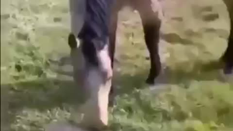 Horse and dog get scared of the tortoise