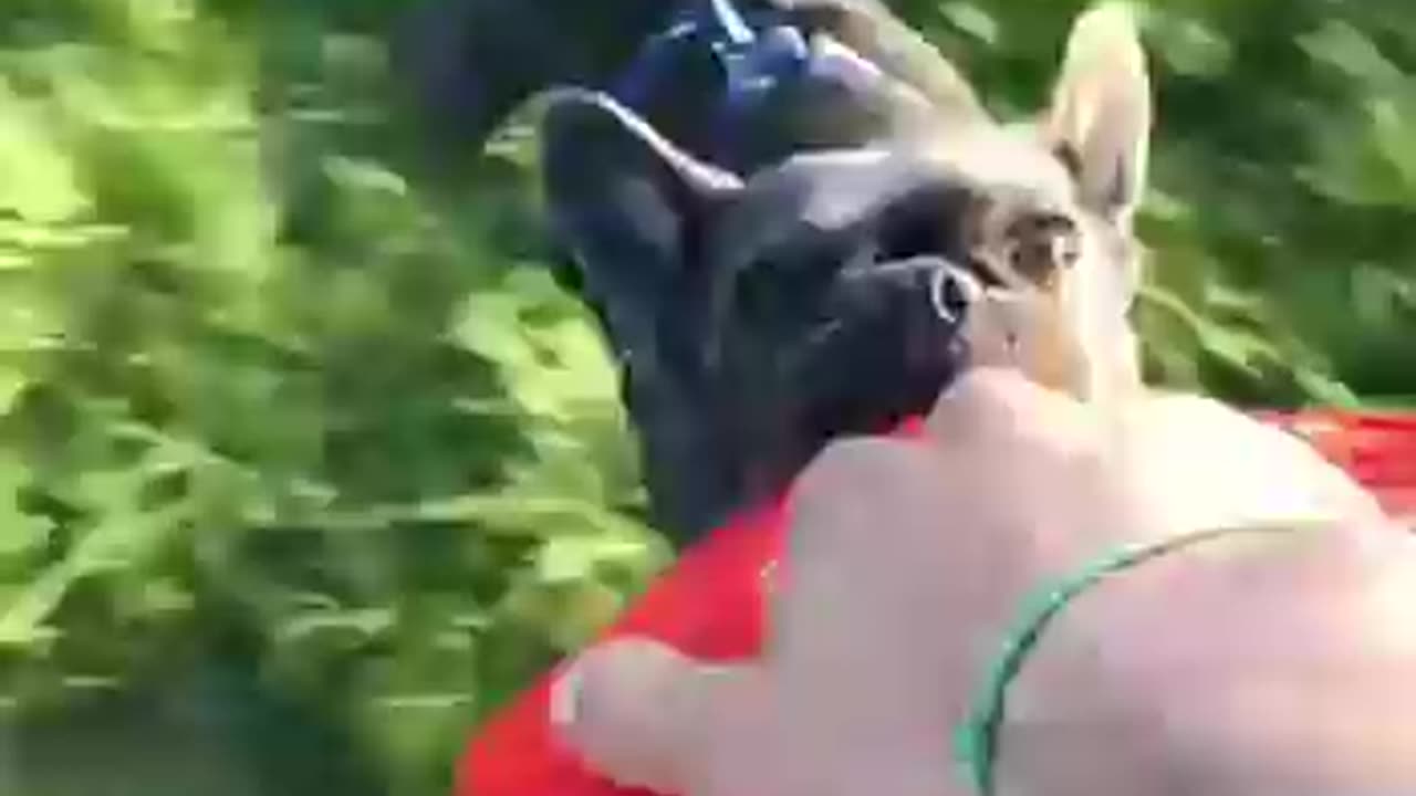 Very funny animals