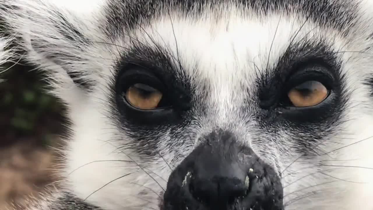 lemurs