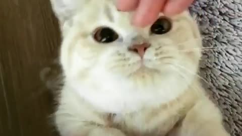 Every morning he wakes me up