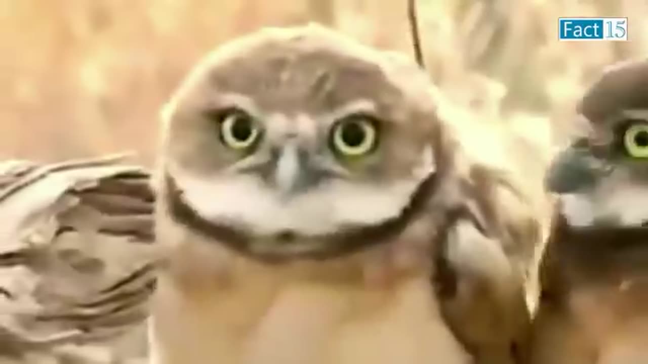 Anger funny animal video cat and dog funny video reels