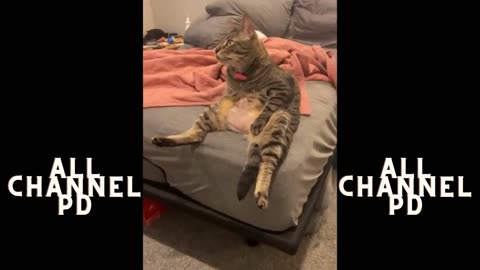 FUNNY CAT MEMES COMPILATION