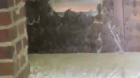 Bunch of Bats Found in Atlanta Attic