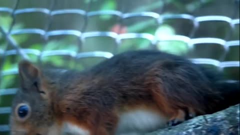 beautiful squirell