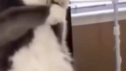 FUNNY SCANE OF🙉😽 PET AND ANIMAL.##PET VIDEO .ANIMAL BEST MOMENT VIDEO🙊