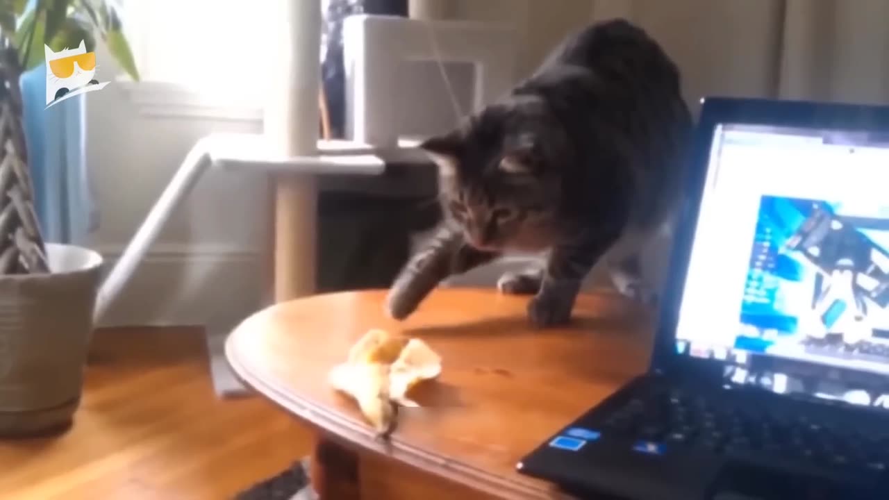 10 minute Trending Funny Dogs And Cats Videos Funniest Cats and Dogs🐱🐶