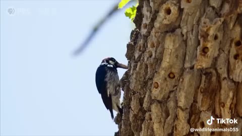 Intelligent Bird