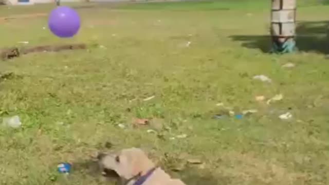 The dog is very happy..... Beautiful dog funny shorts video