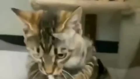 Funny and Cute Cats Video#71