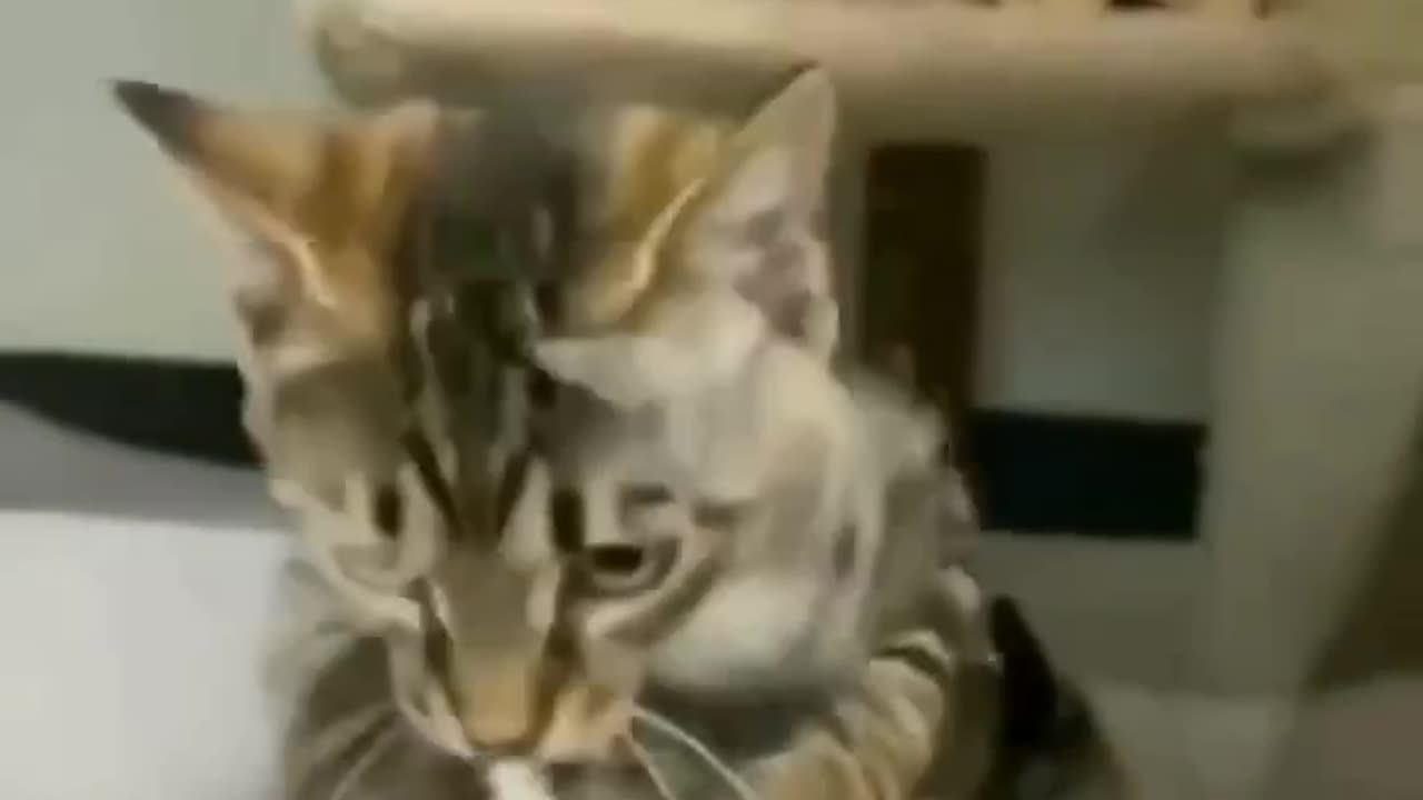 Funny and Cute Cats Video#71