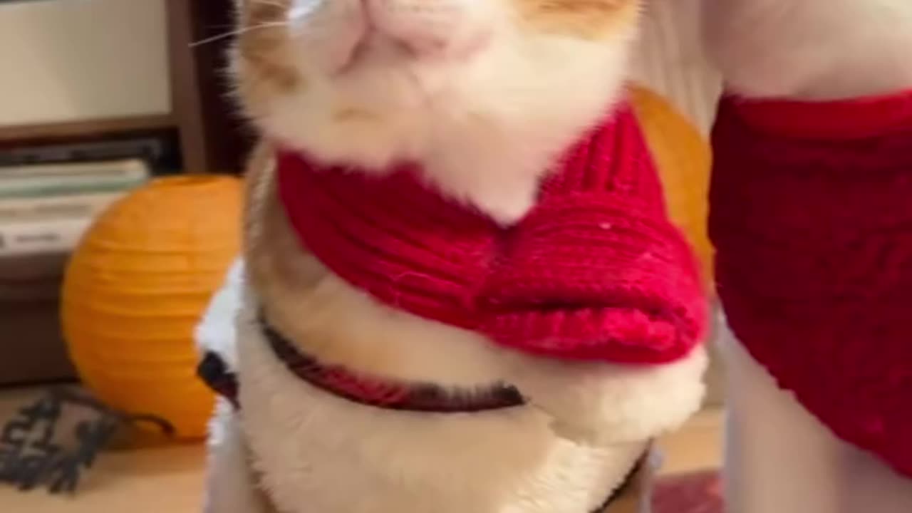 🐱 Funny cat videos | cute cats | Try not to laugh | Cat videos Compilatio