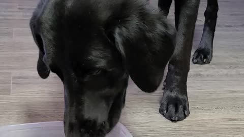 That One Time I Gave the Dogs Sparkling Water