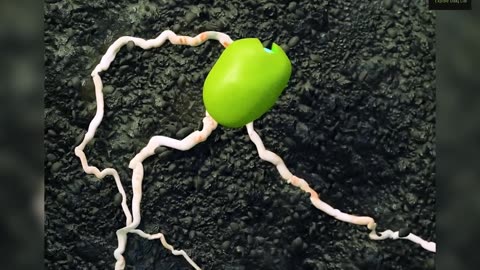 How a Seed Grows into a Plant🌱☘️