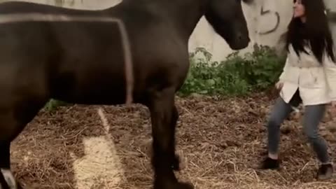 Girl training to her horse in a beautiful way
