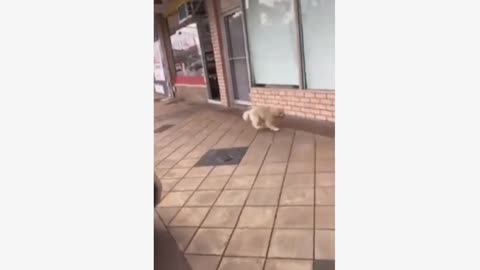 Funny Dog Videos Compilation 2022 . Very Cute Animal