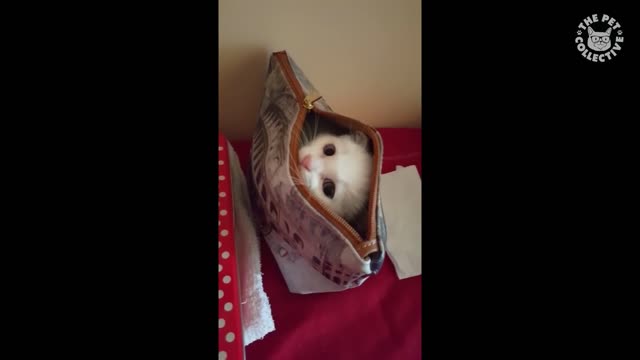 Funny Kitten Popping Out of Purse