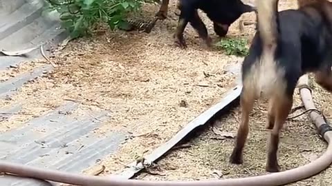 Fight between dog and snake