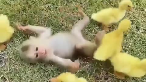 adorable little monkey befriends cute ducklings