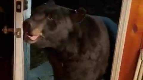 Bear shutting a door