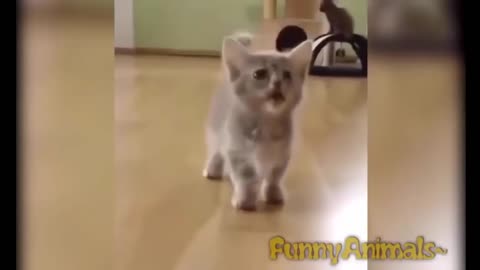 Funny Cats - A Funny Cat Videos Compilation 1