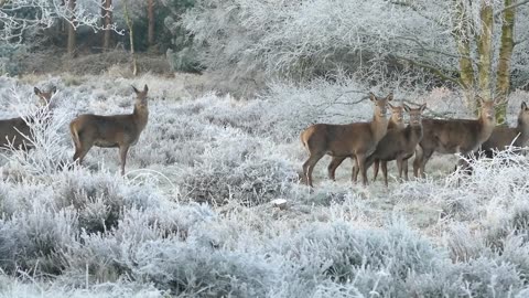 Wildlife, Nature animals Videos