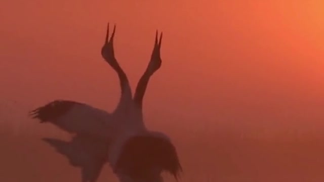 Laughing at the dusk