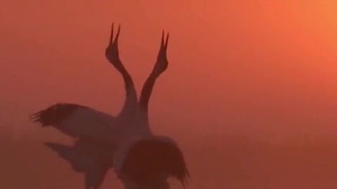 Laughing at the dusk