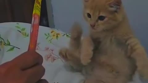 Funny animals