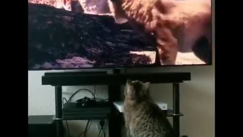 Cat reaction 😁😁😅😅😅😅