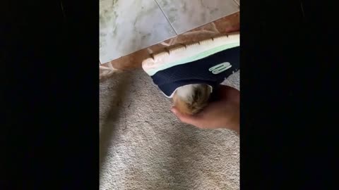 OMG So Cute Cats Best Funny Cat Videos