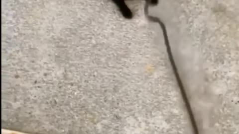 Funny videos 3
