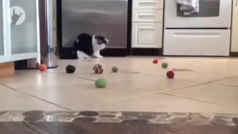 Crazy 🤪 cats