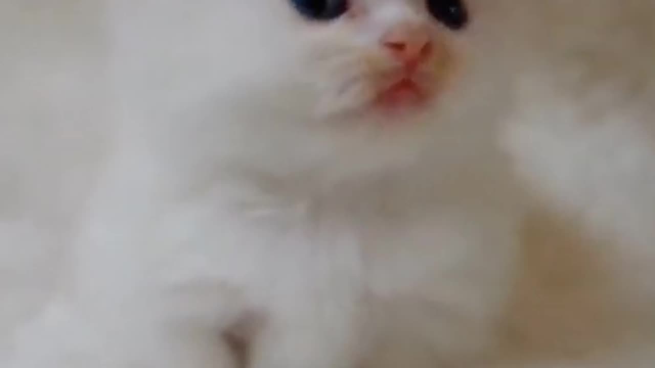 Cute baby animals Videos Compilation cute moment of the animals - Cutest Animals #short