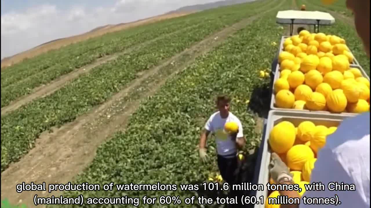 Shocking modern farming techniques. The most expensive watermelon grown in the world.