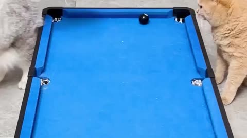 WHAT THE FUCK DID I JUST WATCH