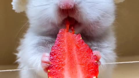 He love strawberry