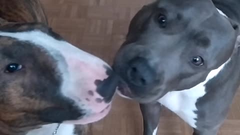 Dog love