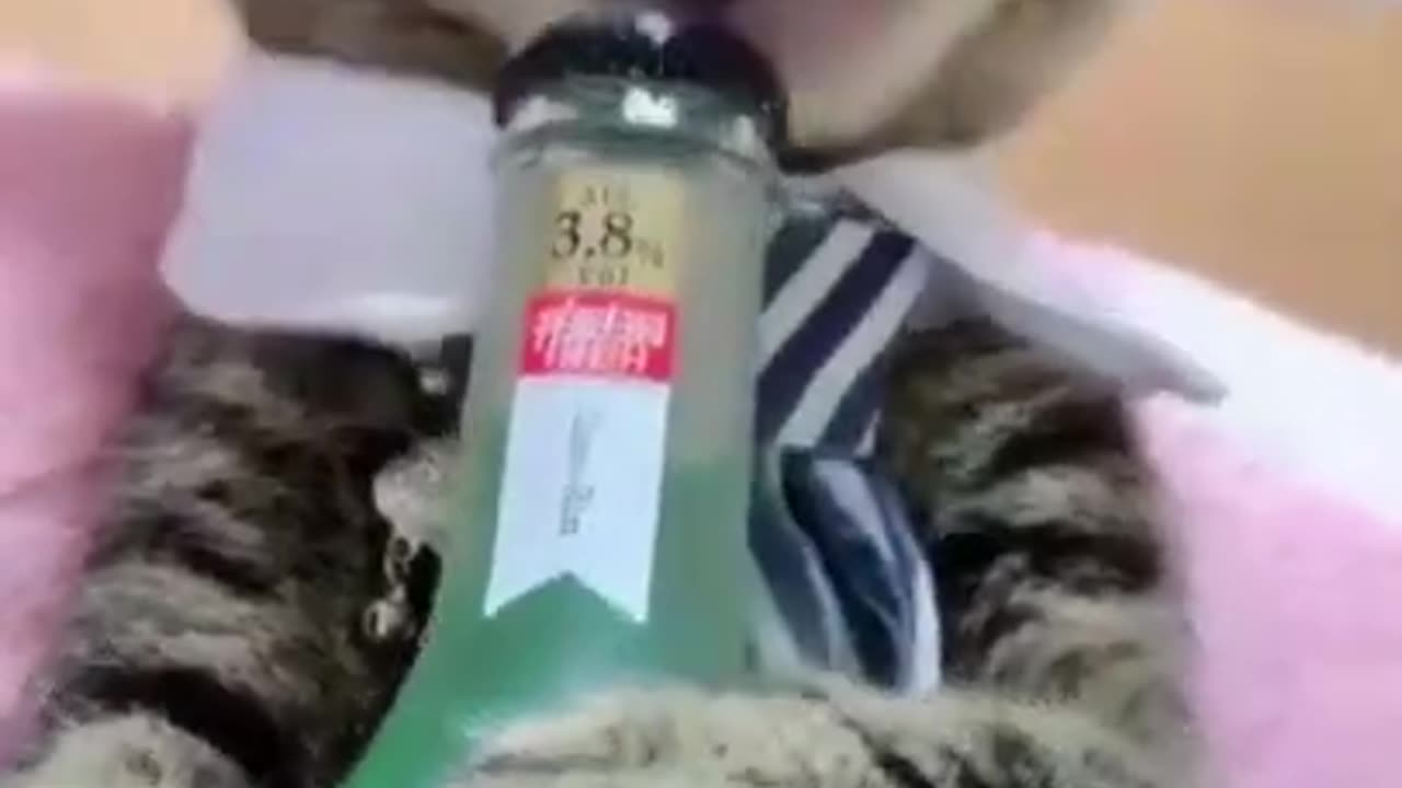 Funny animals the cutest